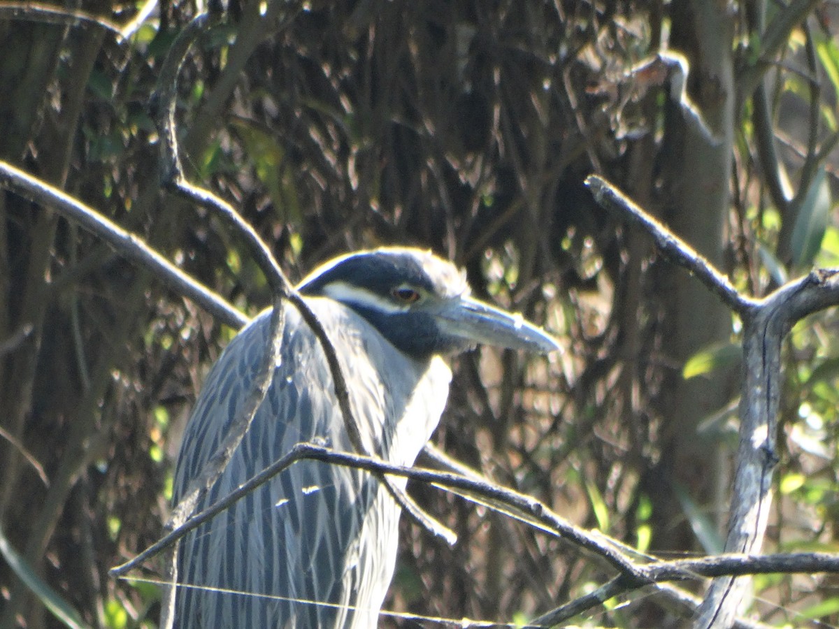 kvakoš žlutočelý - ML645632153