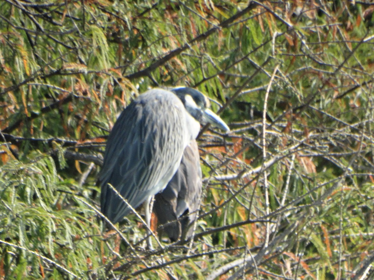 kvakoš žlutočelý - ML645632154