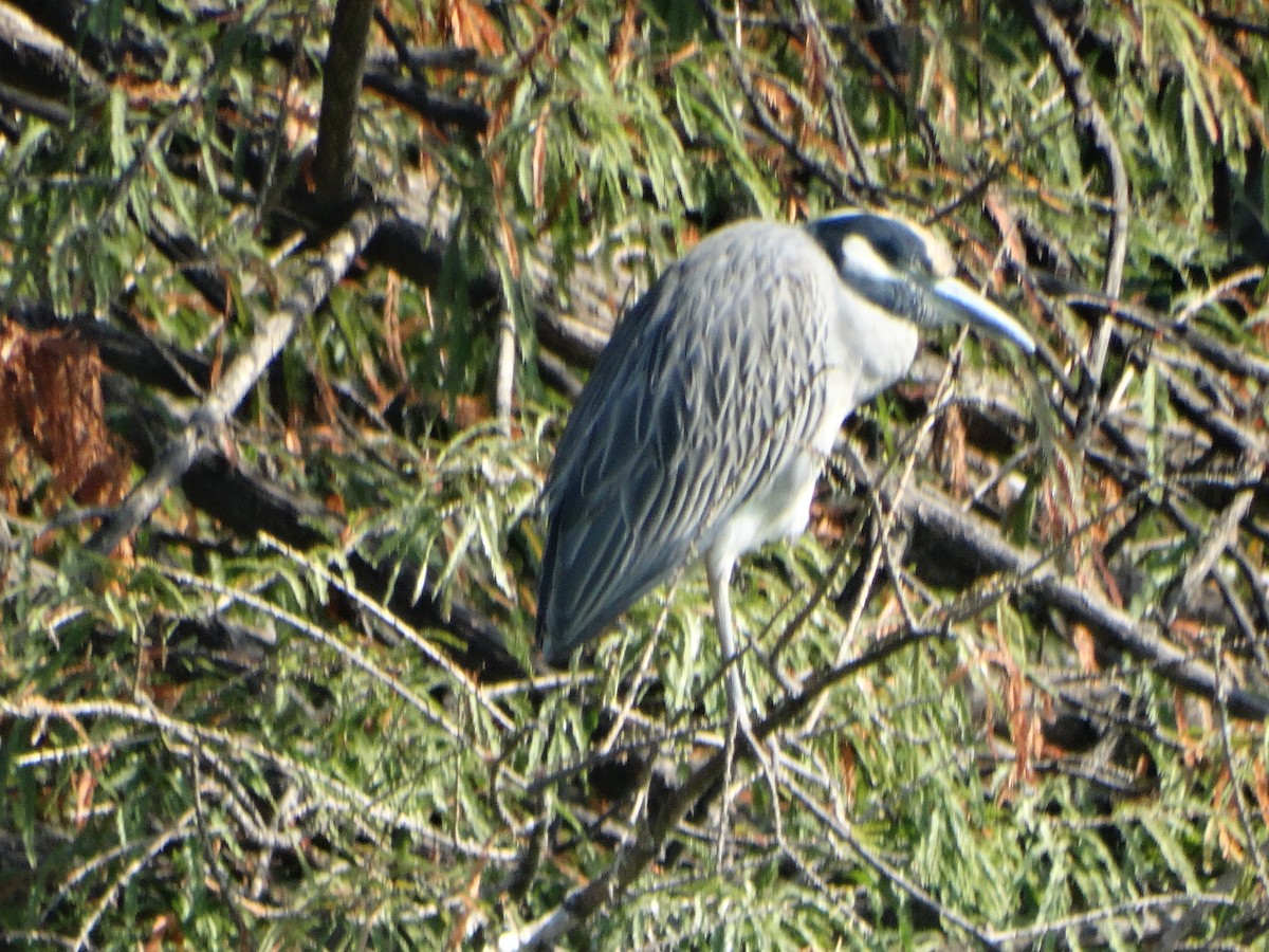 kvakoš žlutočelý - ML645632155