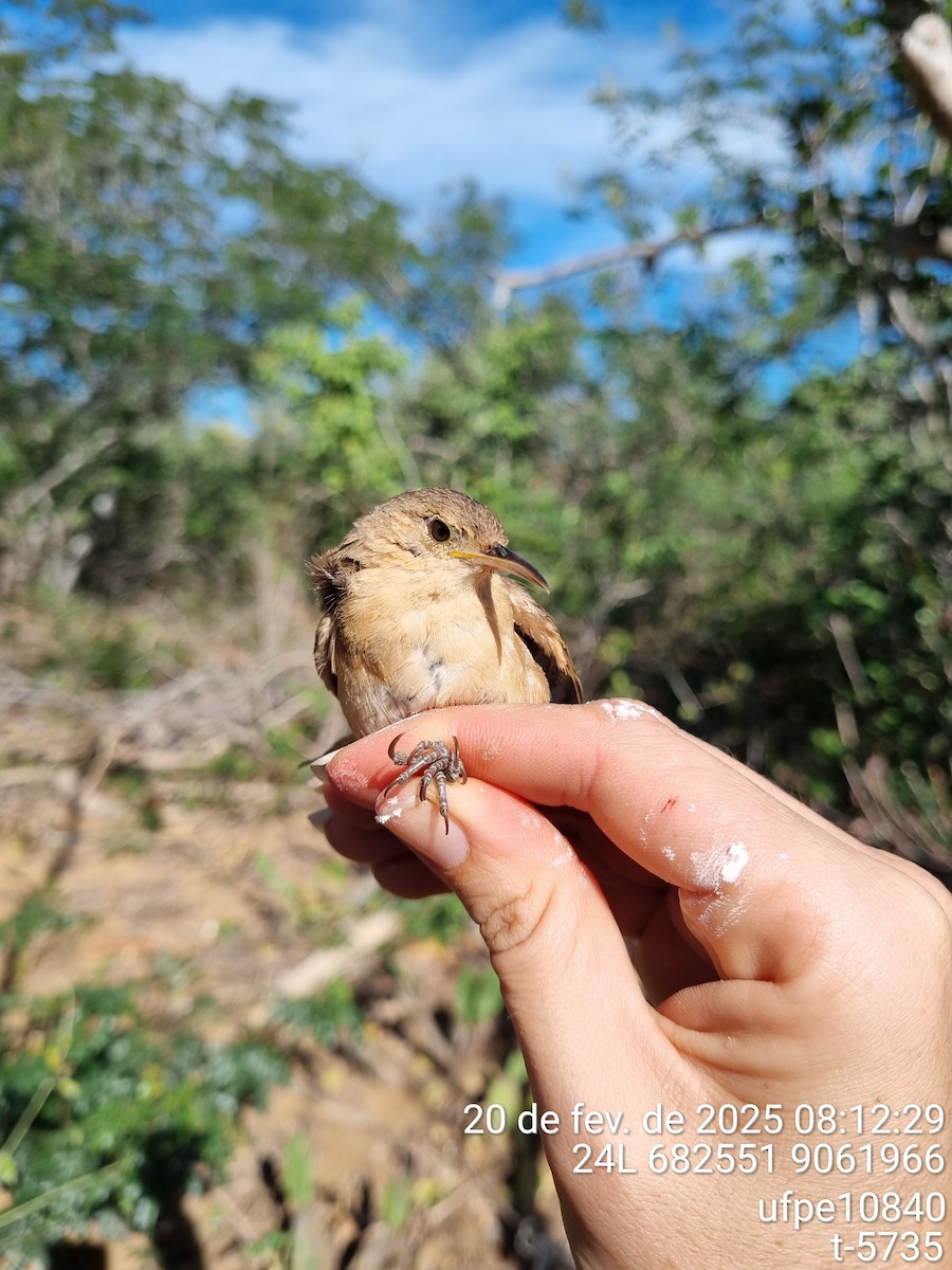 střízlík jižní - ML645632161