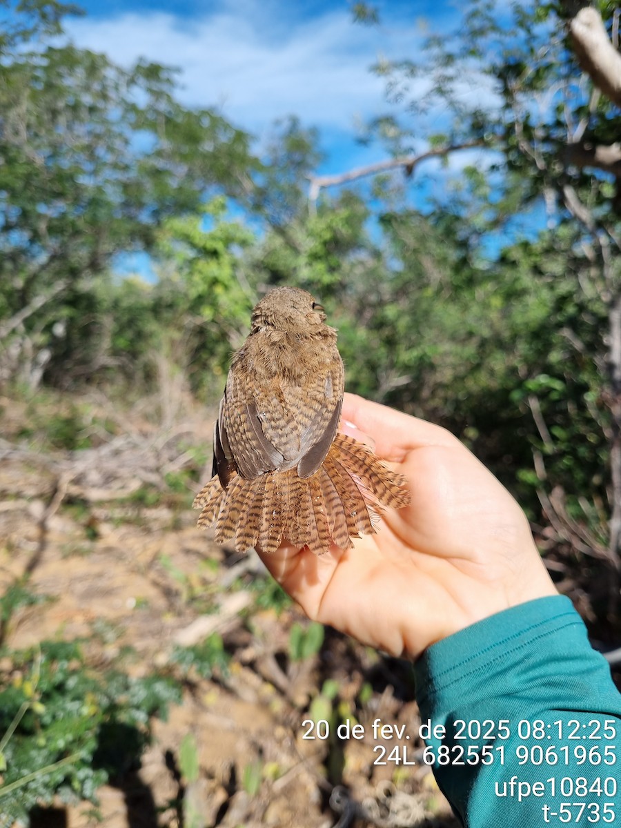 střízlík jižní - ML645632162