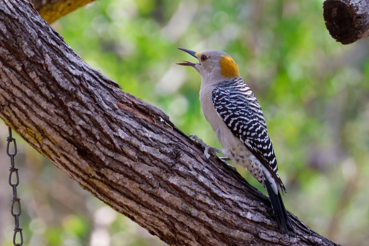 datel zlatočelý (ssp. aurifrons) - ML645632163