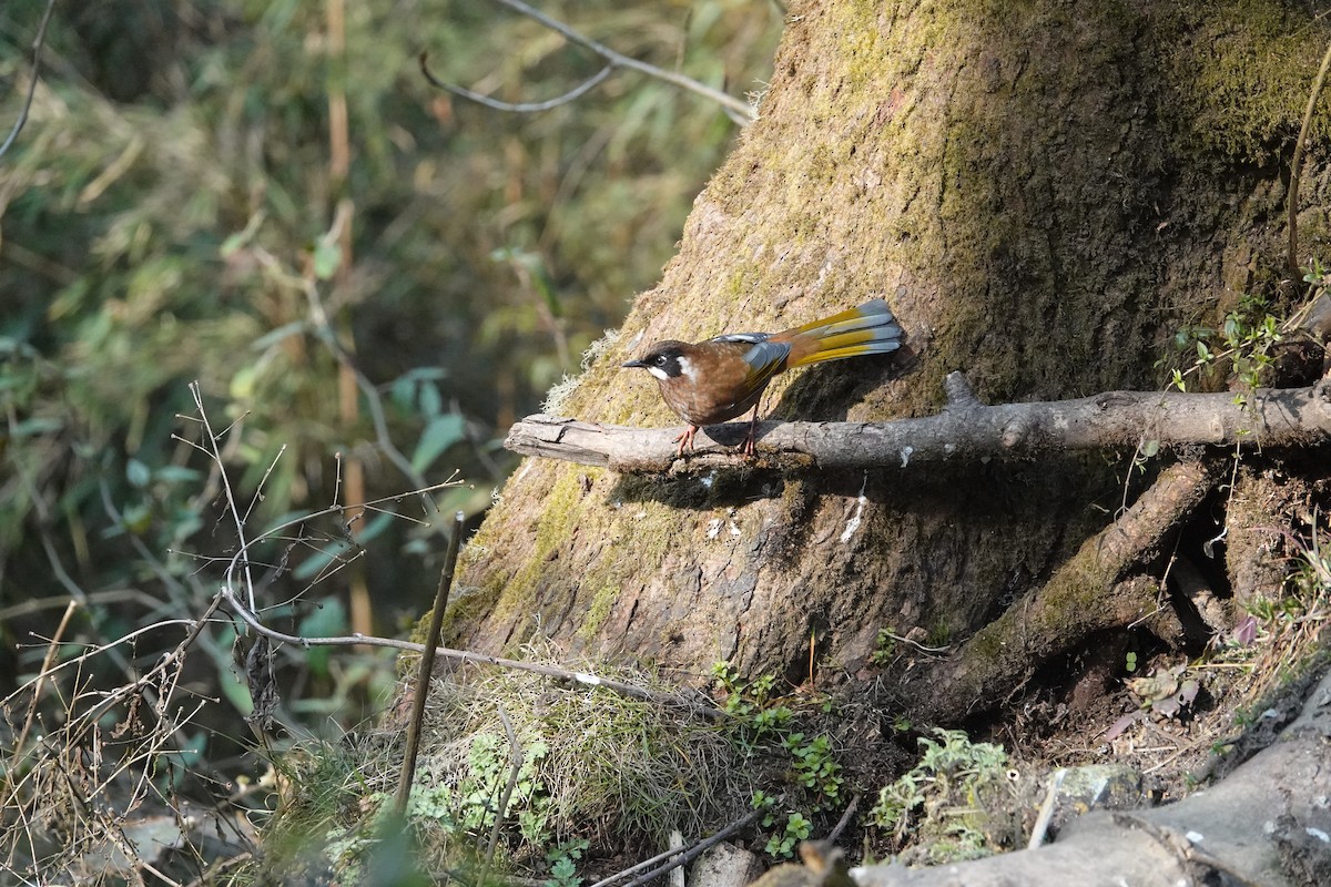 Black-faced Laughingthrush - ML645632164