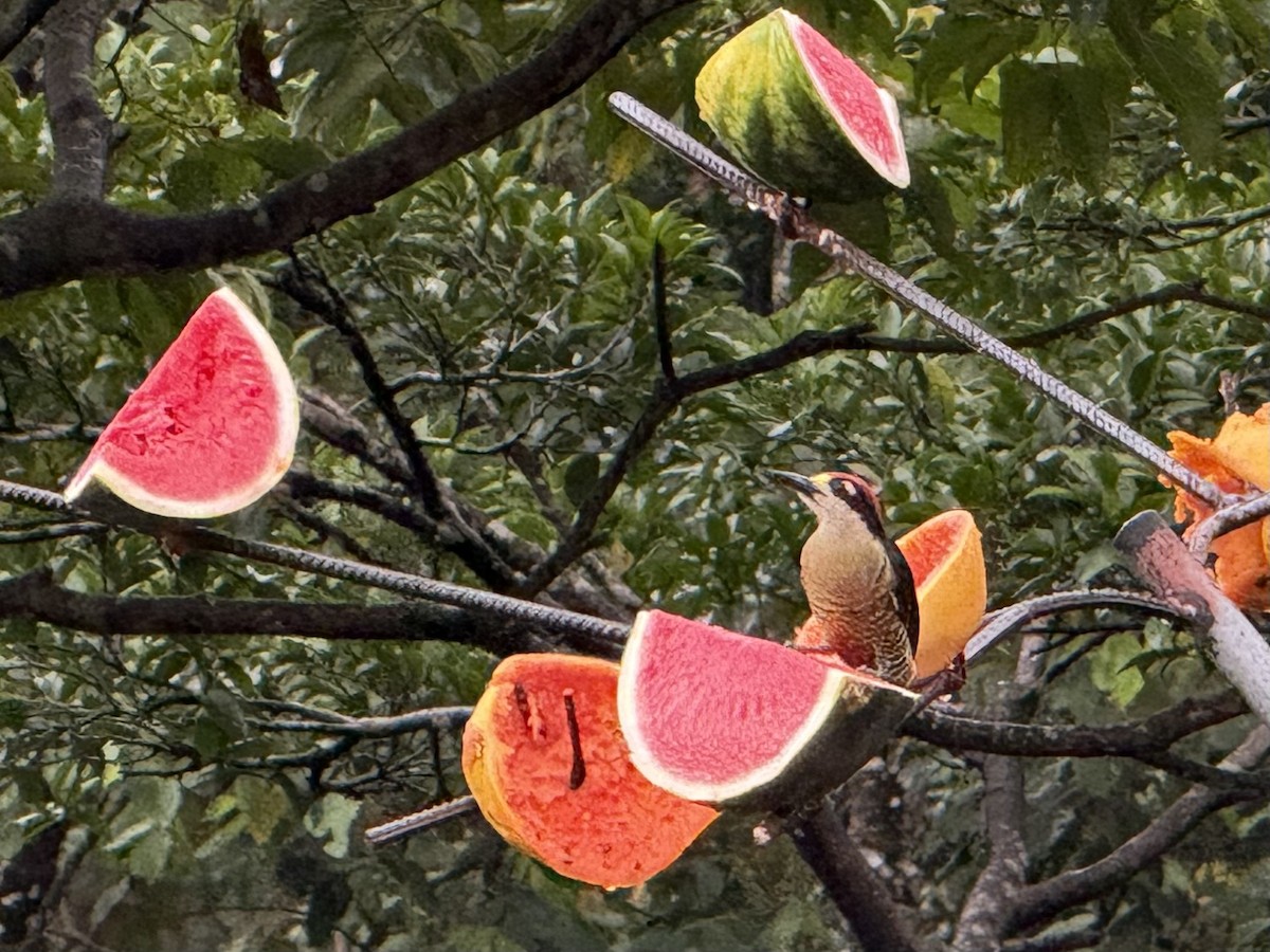 datel černolící - ML645632165