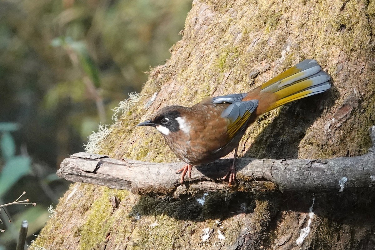 Black-faced Laughingthrush - ML645632166