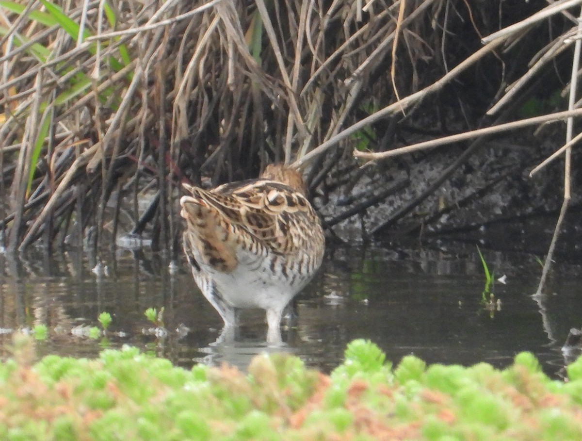 bekasina japonská - ML645632167