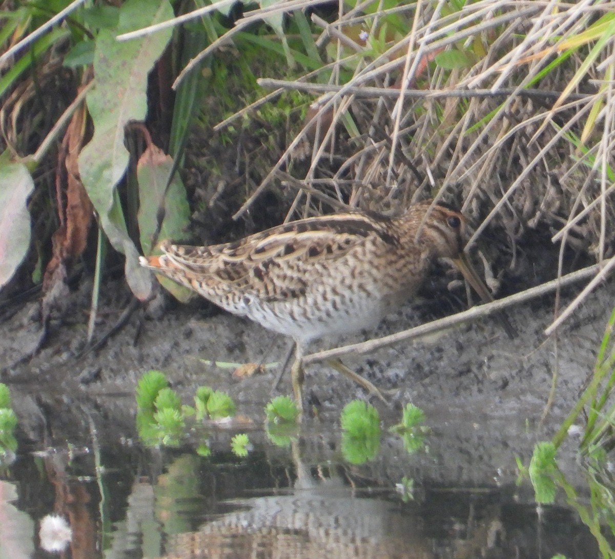 bekasina japonská - ML645632168