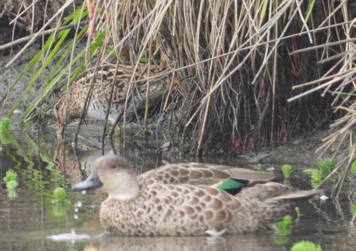 bekasina japonská - ML645632169