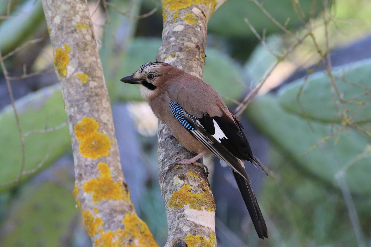 sojka obecná - ML645632170