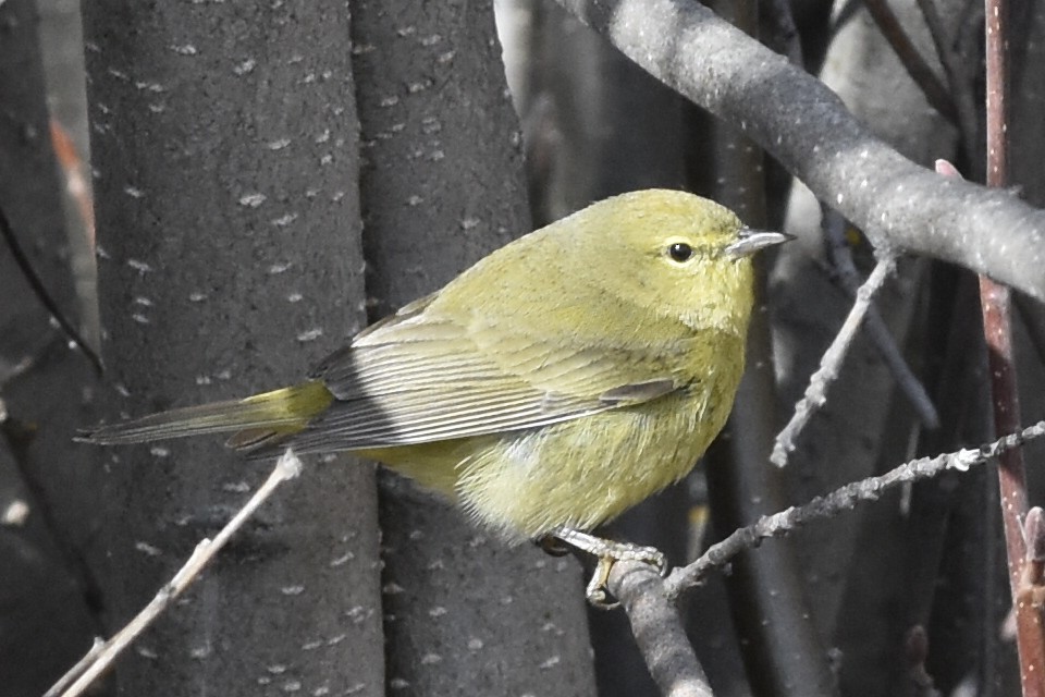 lesňáček hvězdičkový - ML645632171