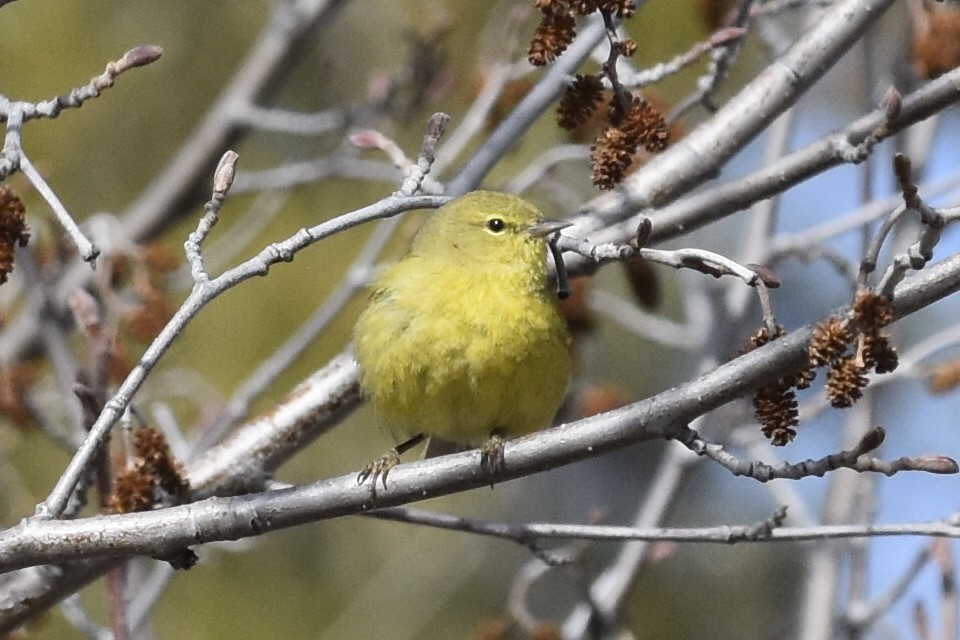 lesňáček hvězdičkový - ML645632172