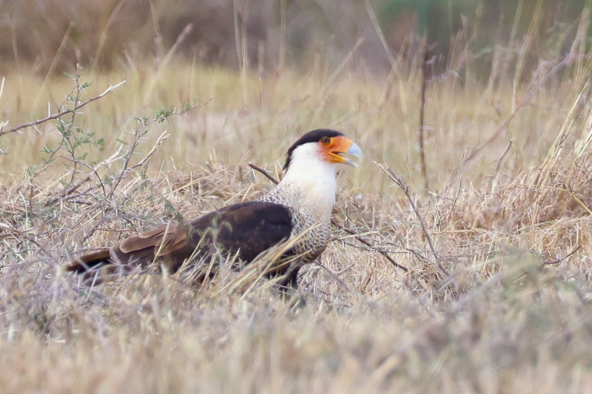 karančo jižní (ssp. cheriway) - ML645632173