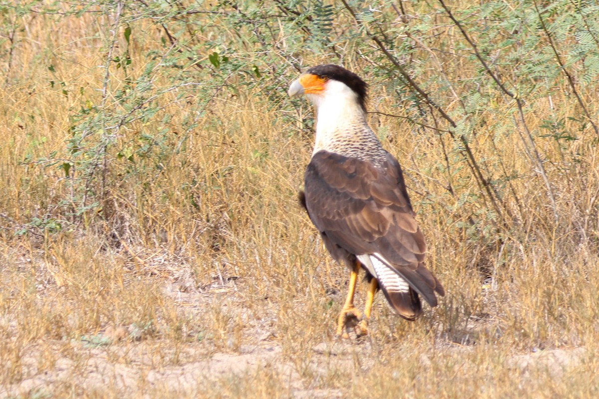 karančo jižní (ssp. cheriway) - ML645632174