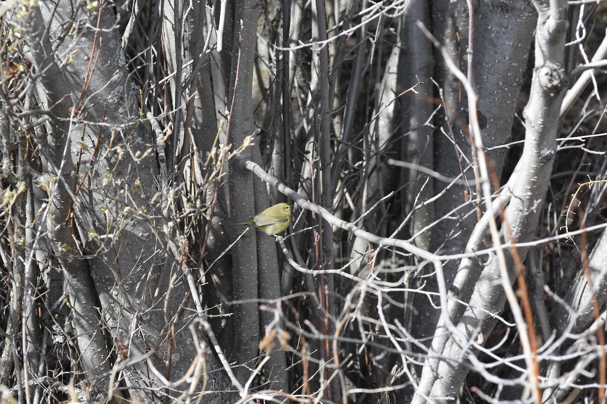 lesňáček hvězdičkový - ML645632175