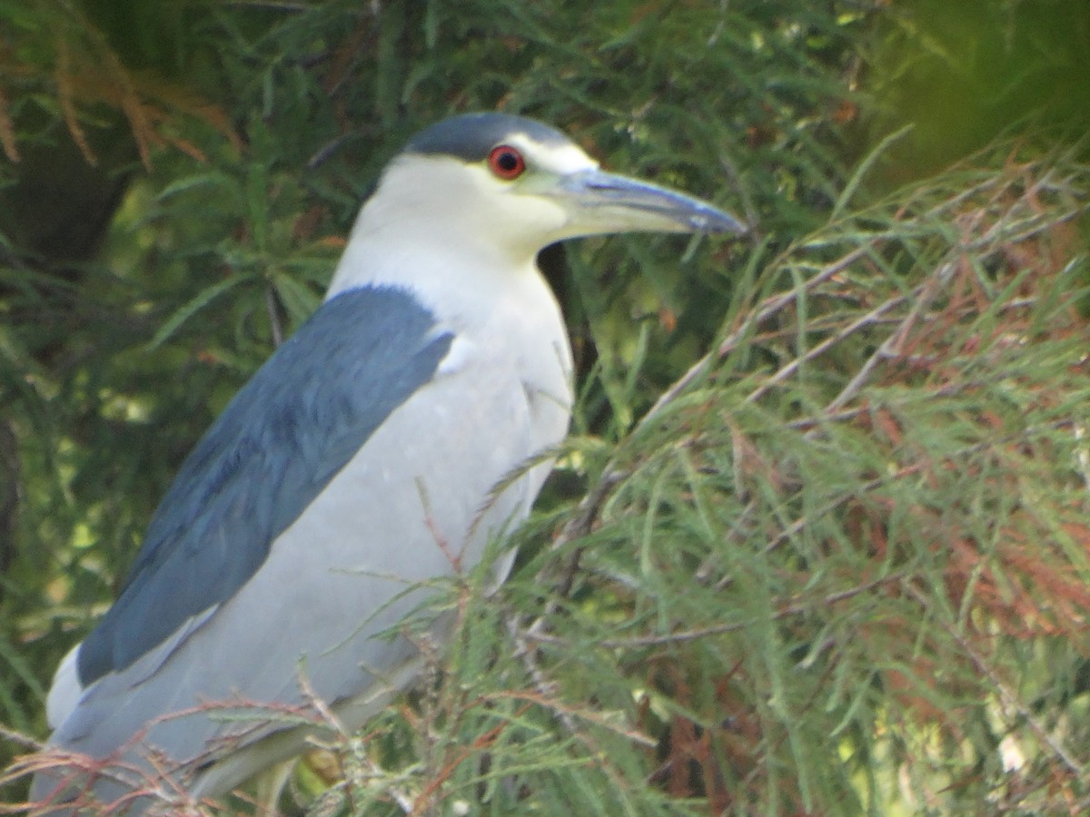 kvakoš noční (ssp. hoactli) - ML645632176