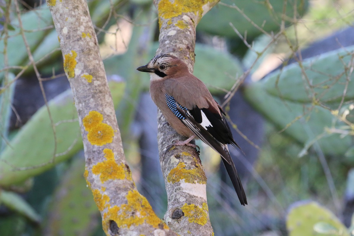 sojka obecná - ML645632177