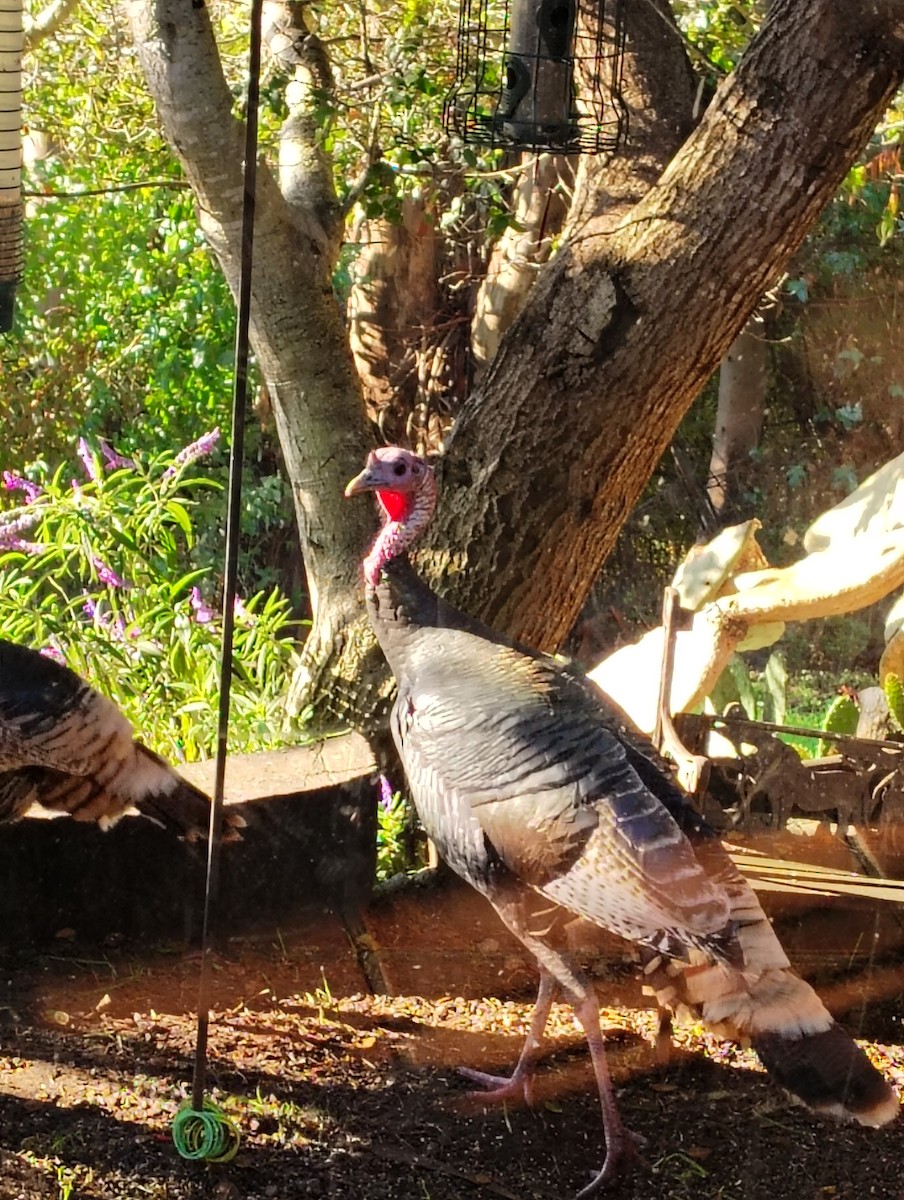 シチメンチョウ - ML645632178