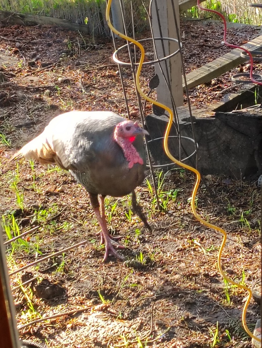 シチメンチョウ - ML645632179