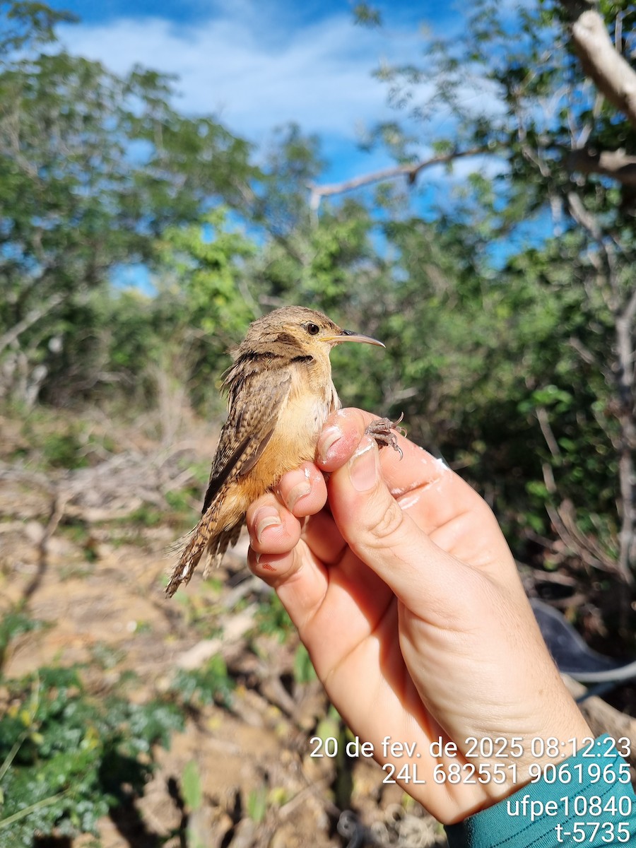 Southern House Wren - ML645632181