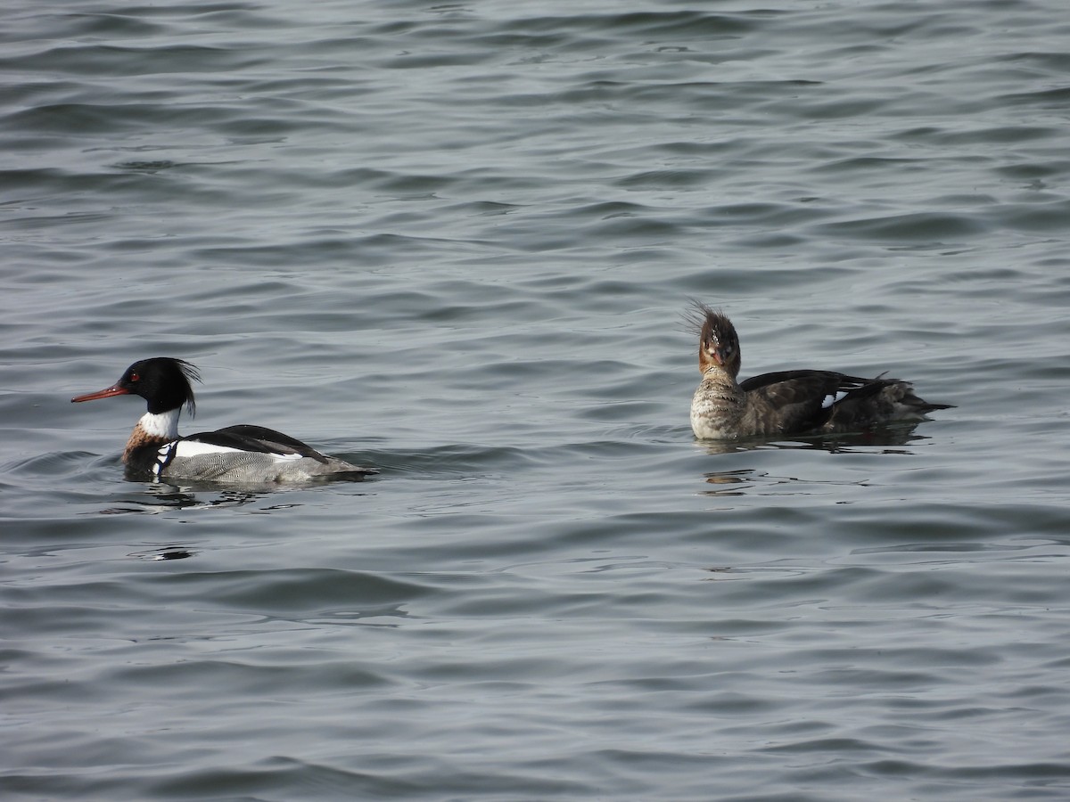 Red-breasted Merganser - ML645632188