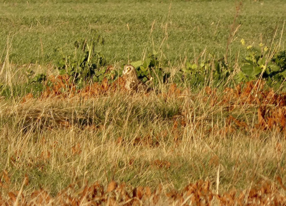 Хулгар гуйванга - ML645632189