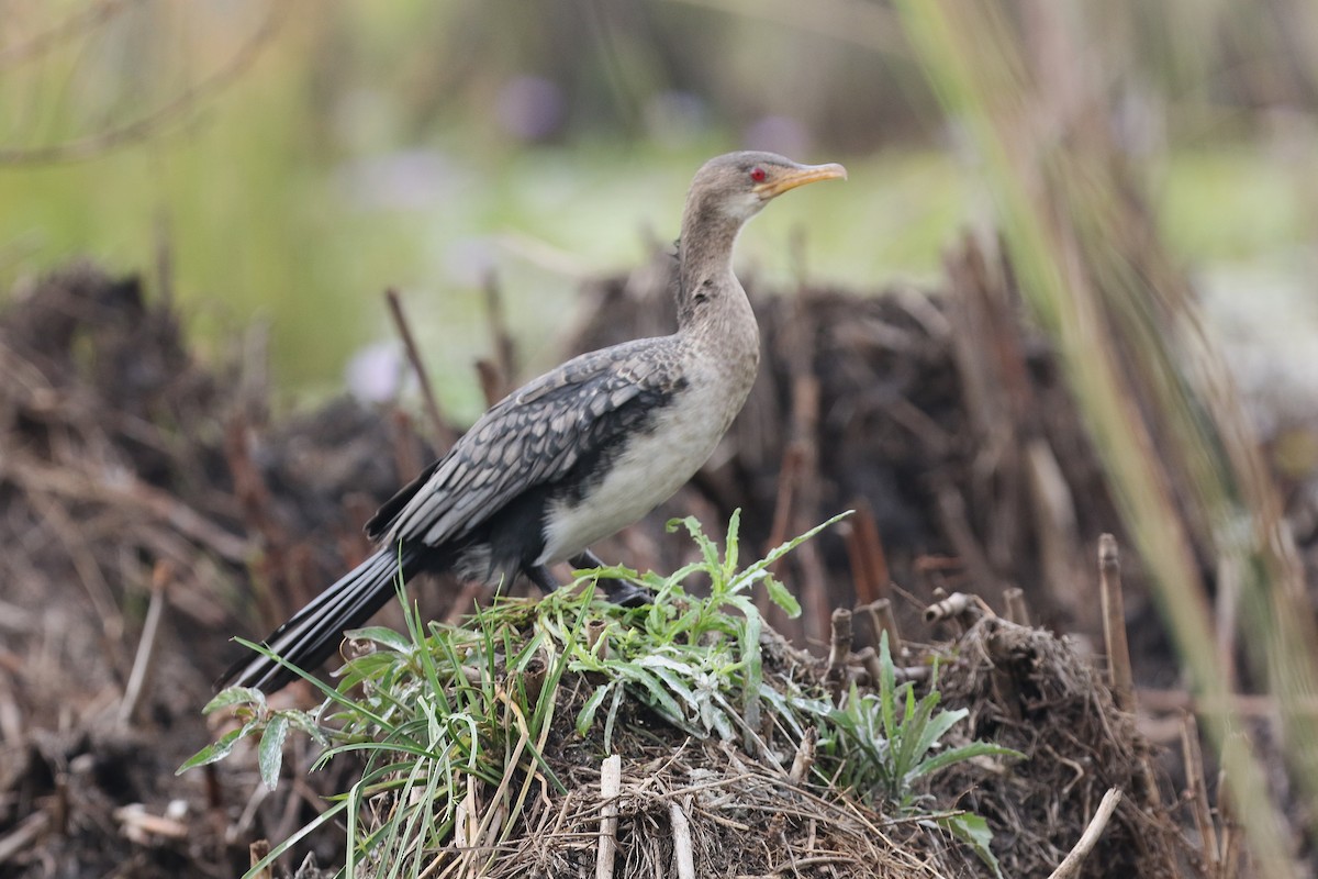 Reed Cormorant - ML645632190