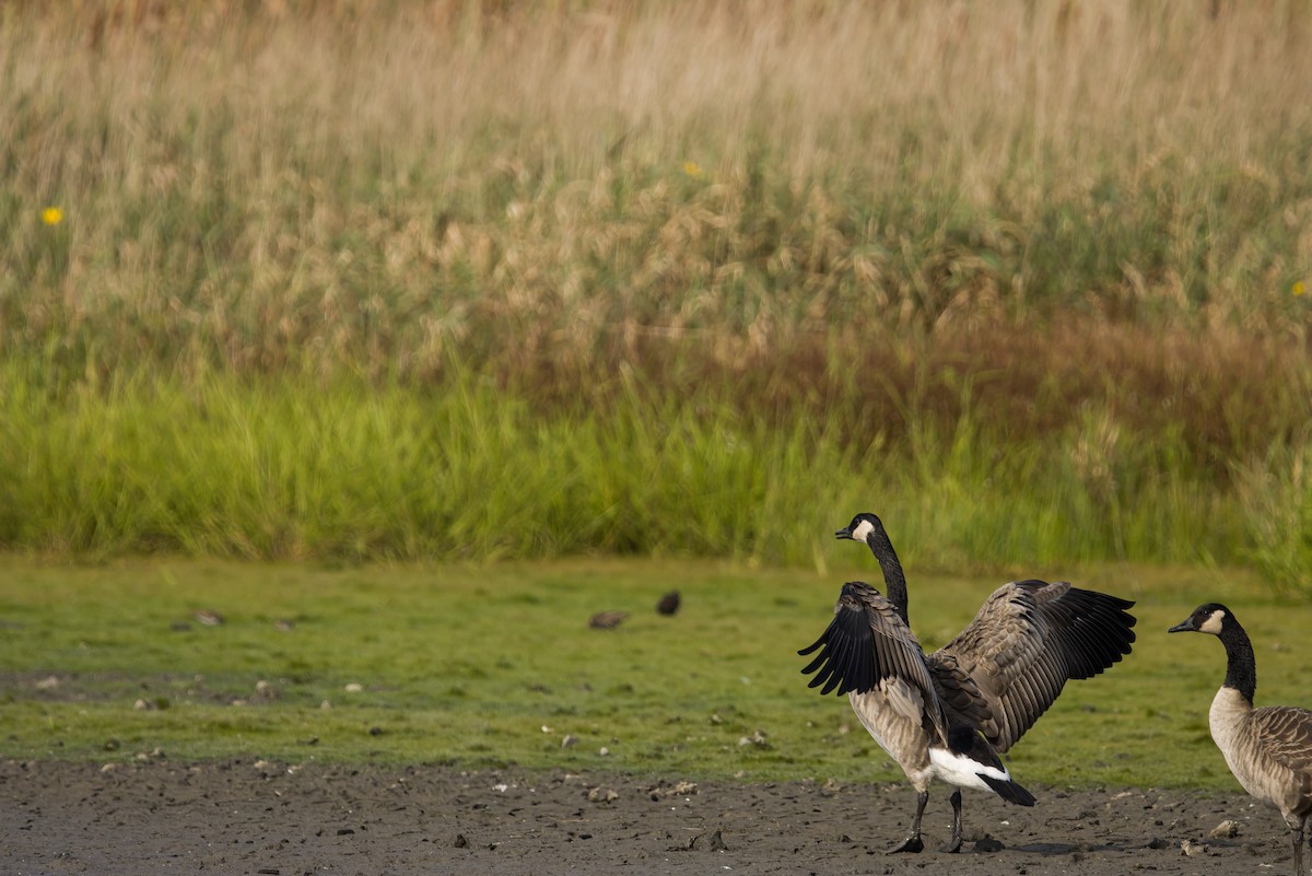 Canada Goose - ML645632191