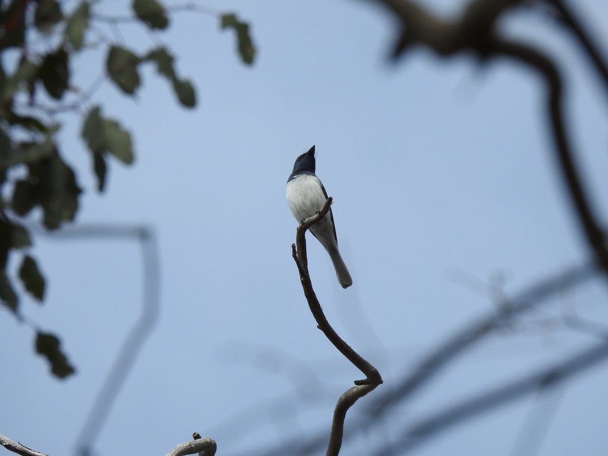 Leaden Flycatcher - ML645632193