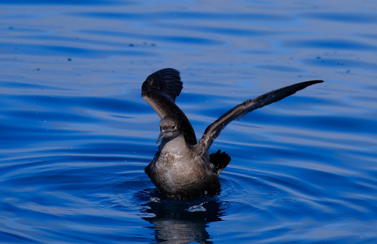 Short-tailed Shearwater - ML645632194