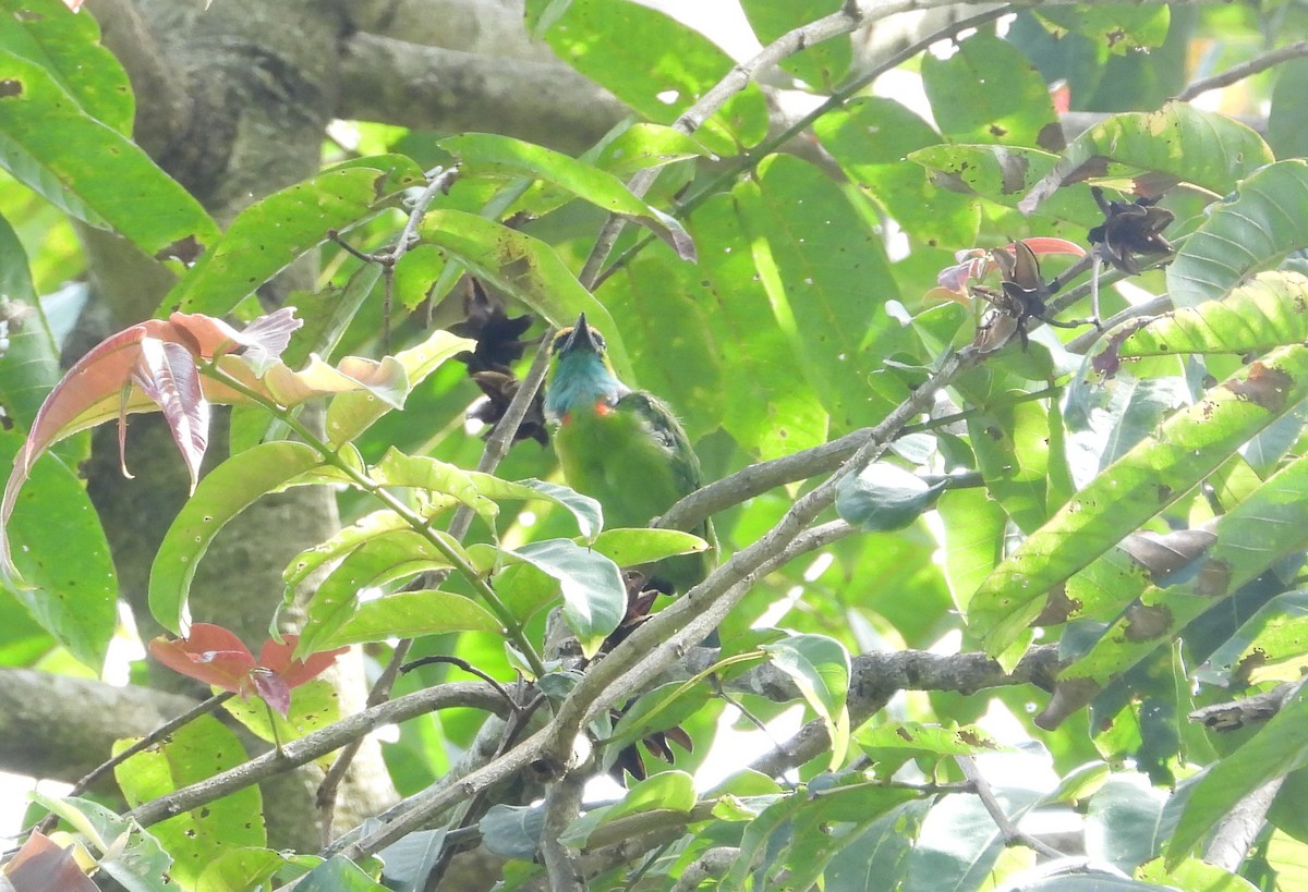 Yellow-crowned Barbet - ML645632207