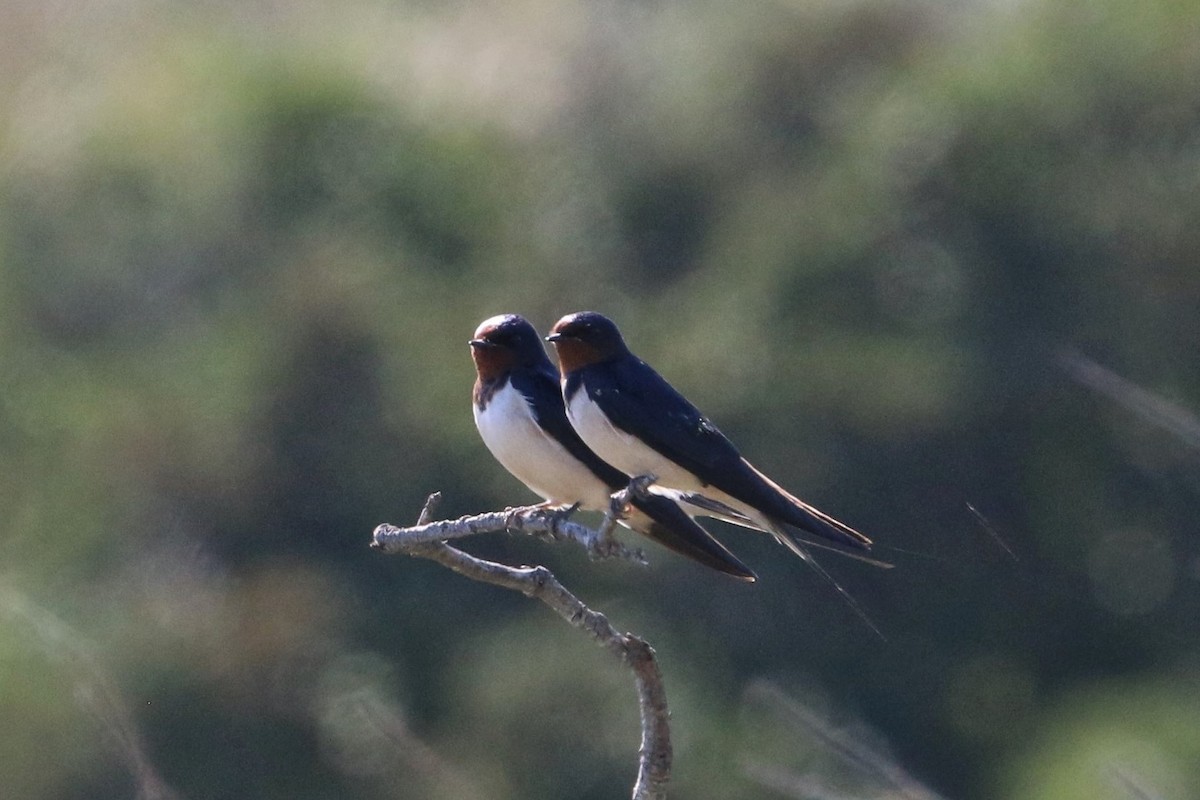 Ластівка сільська - ML645632208