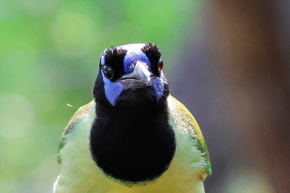 sojka zelenavá [skupina luxuosus] - ML645632212