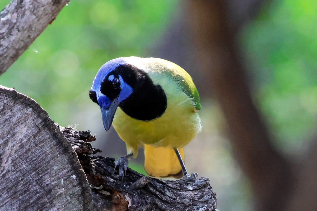 sojka zelenavá [skupina luxuosus] - ML645632213