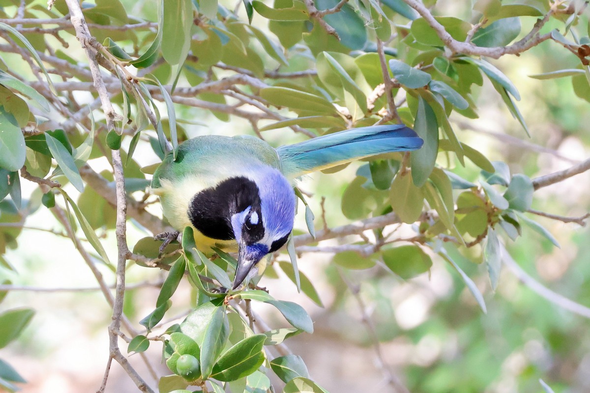 sojka zelenavá [skupina luxuosus] - ML645632214