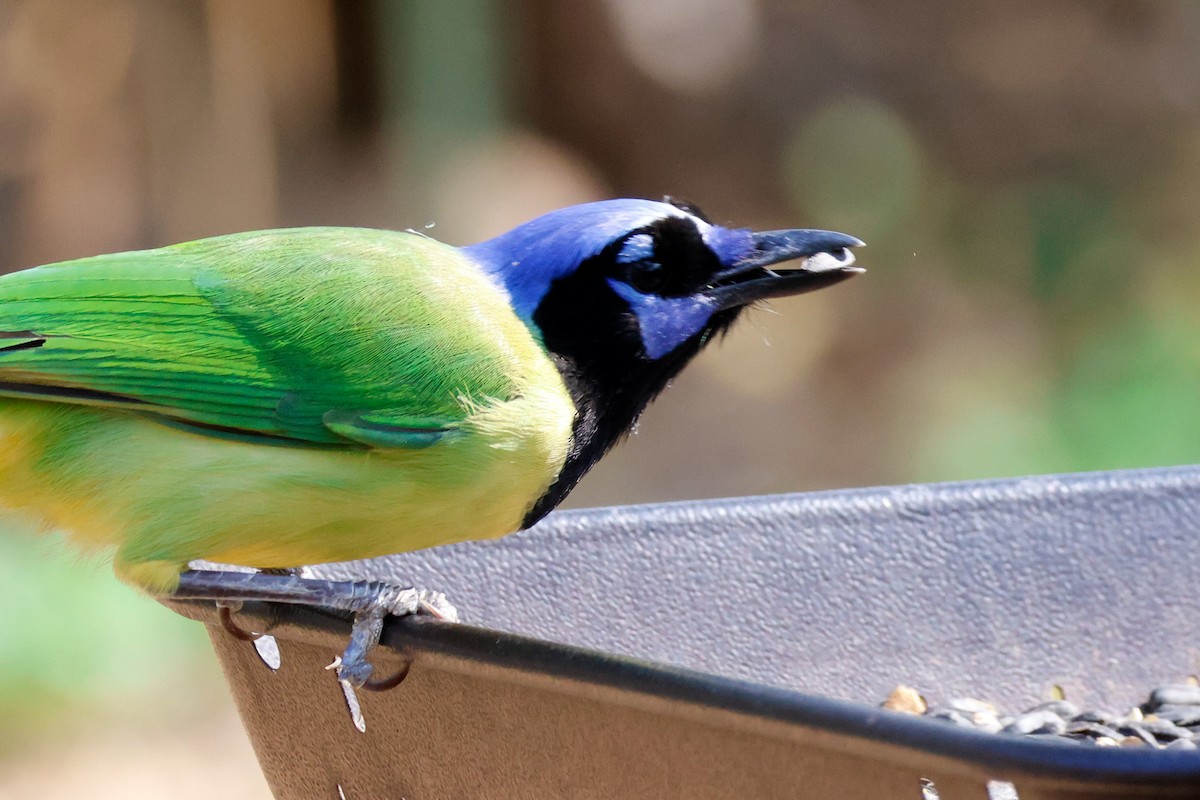 sojka zelenavá [skupina luxuosus] - ML645632215