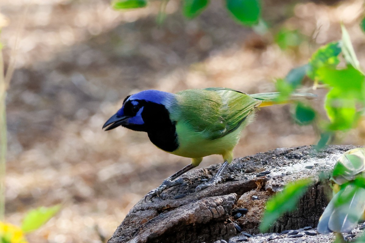 sojka zelenavá [skupina luxuosus] - ML645632216