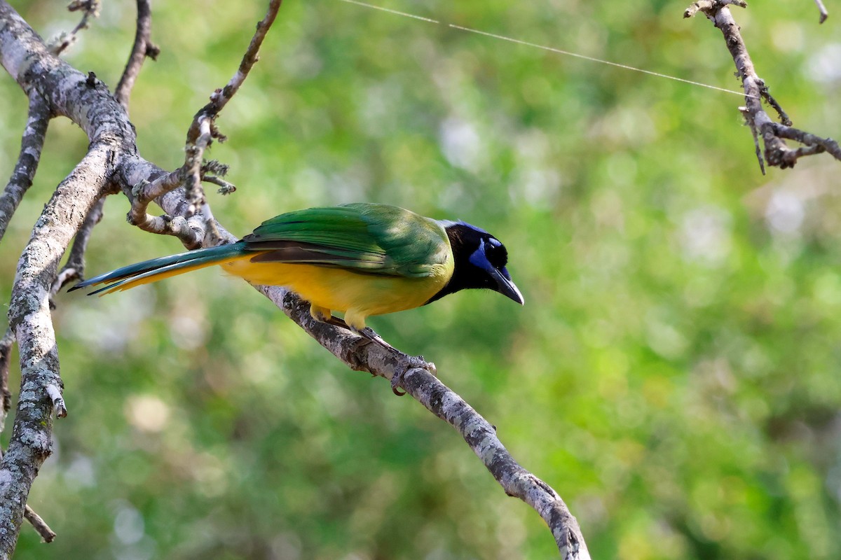 sojka zelenavá [skupina luxuosus] - ML645632217