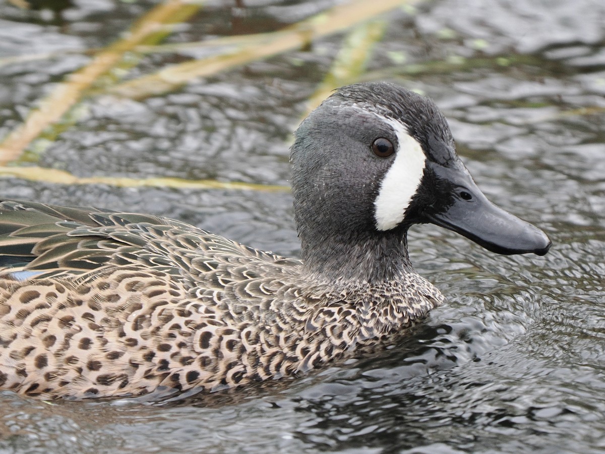 Cerceta Aliazul - ML645632218