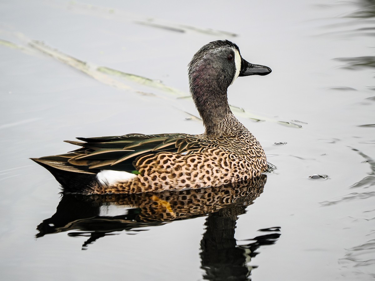 Cerceta Aliazul - ML645632219