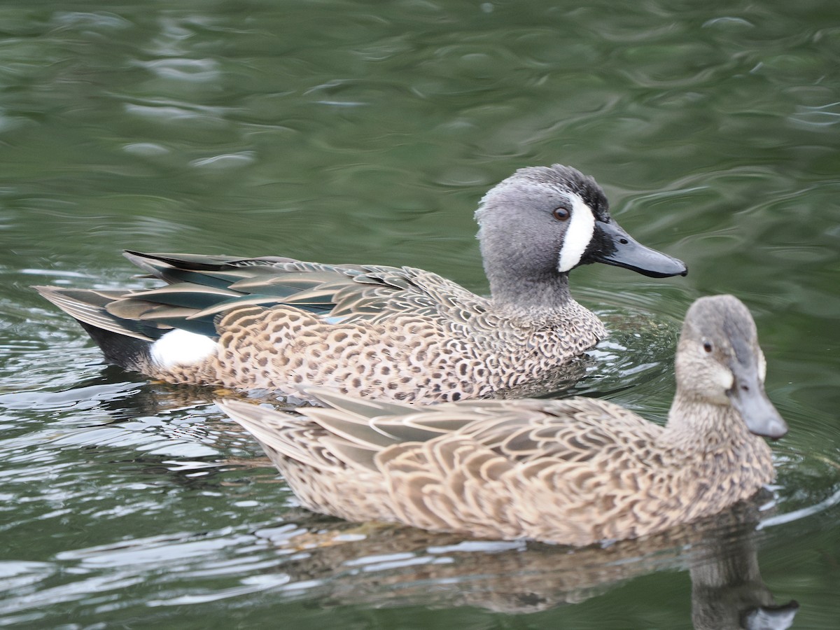 Cerceta Aliazul - ML645632220