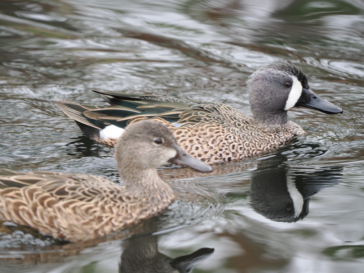 Cerceta Aliazul - ML645632221