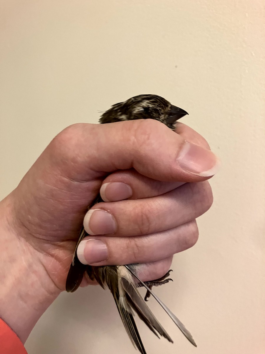 Purple Finch - ML645632222