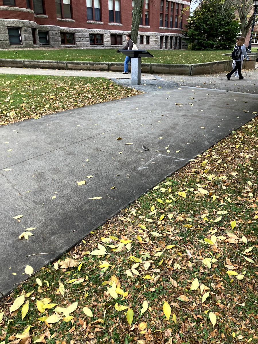 Purple Finch - ML645632224