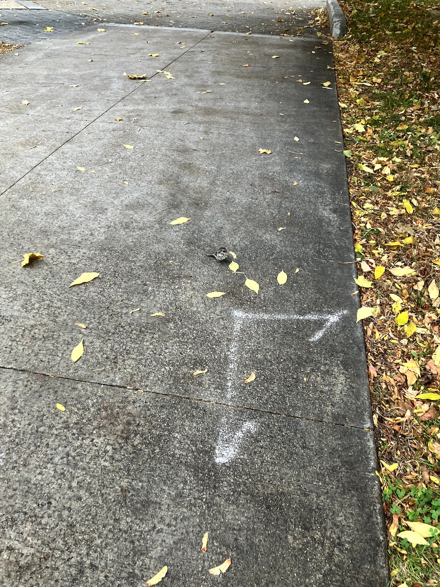 Purple Finch - ML645632225