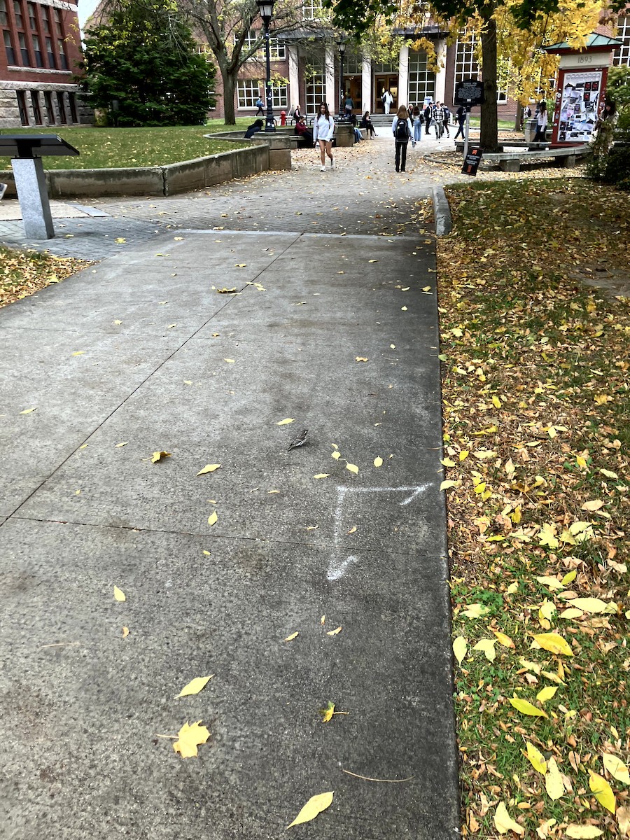 Purple Finch - ML645632226