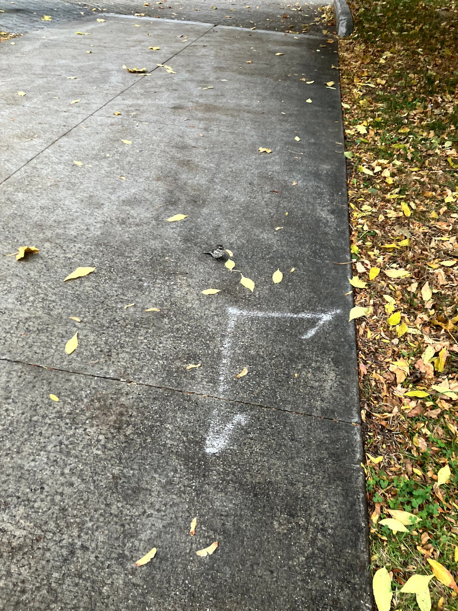 Purple Finch - ML645632227