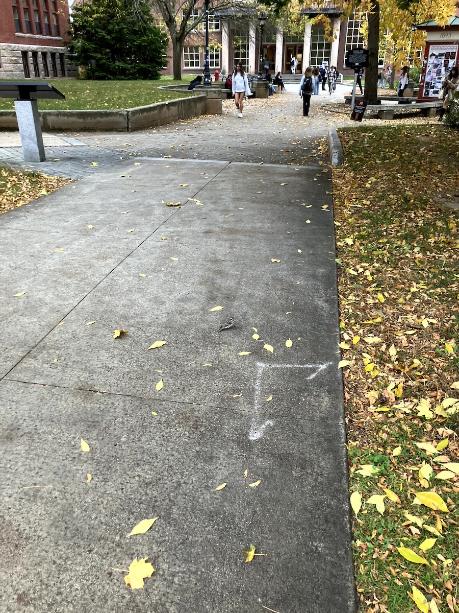 Purple Finch - ML645632228