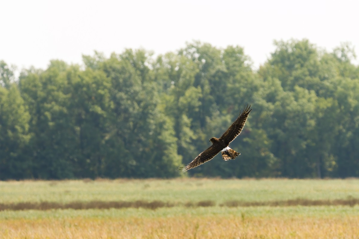 Лунь американський - ML645632229