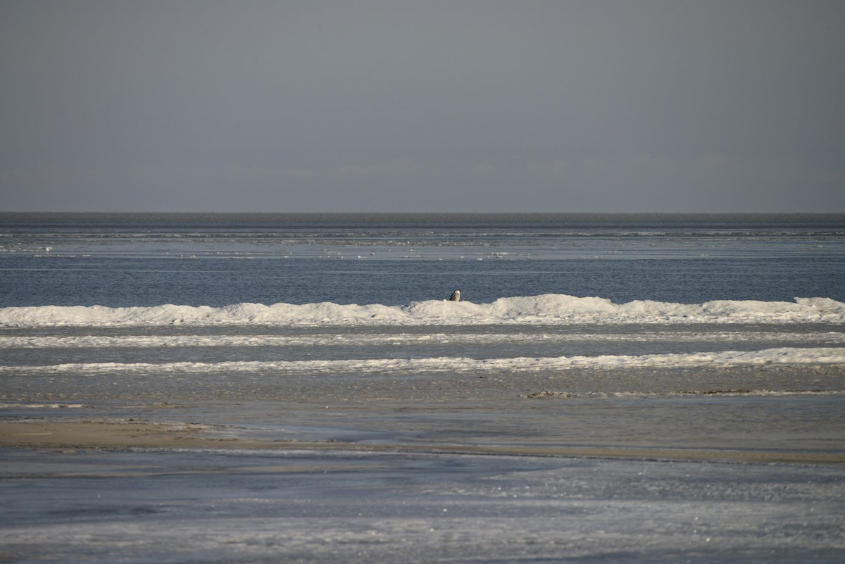 Snowy Owl - ML645632233