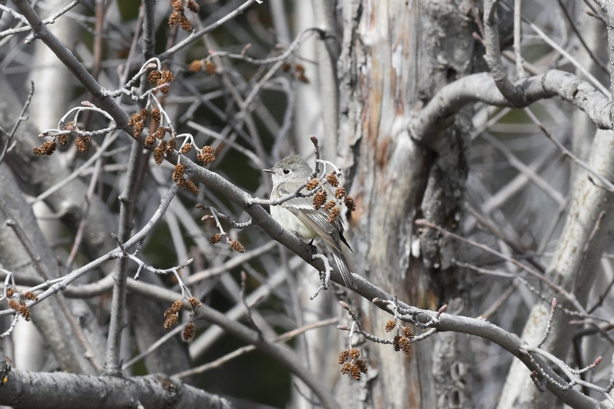 Hammond's Flycatcher - ML645632235